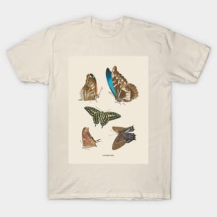 Butterflies Antique Naturalist Illustration T-Shirt